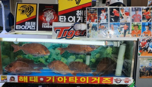 노량진수산시장 '해태기아', 기아타이거즈 우승기원 야구공 증정 이벤트 실시 노량진수산시장 '해태기아', 기아타이거즈 우승기원 야구공 증정 이벤트 실시
